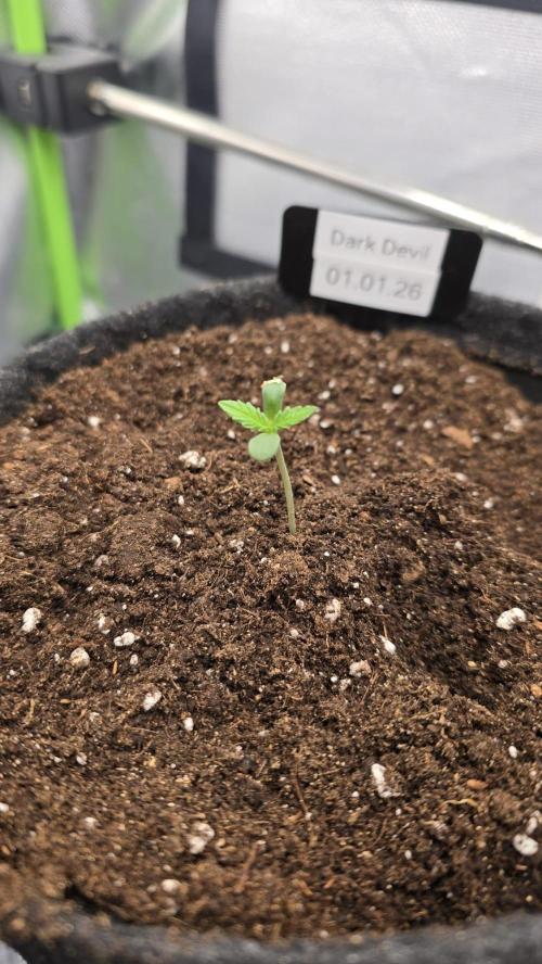 Hellbud Seductress. Week 1