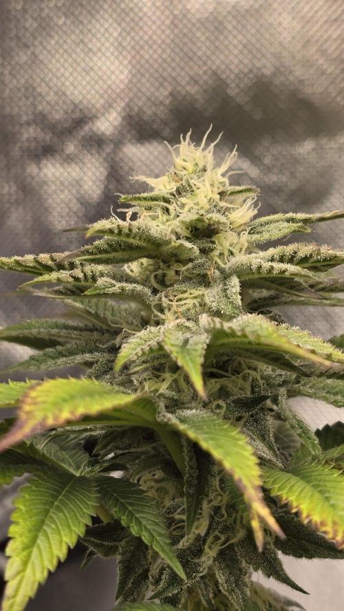 Purple Queen's Royal Rush. Week 9