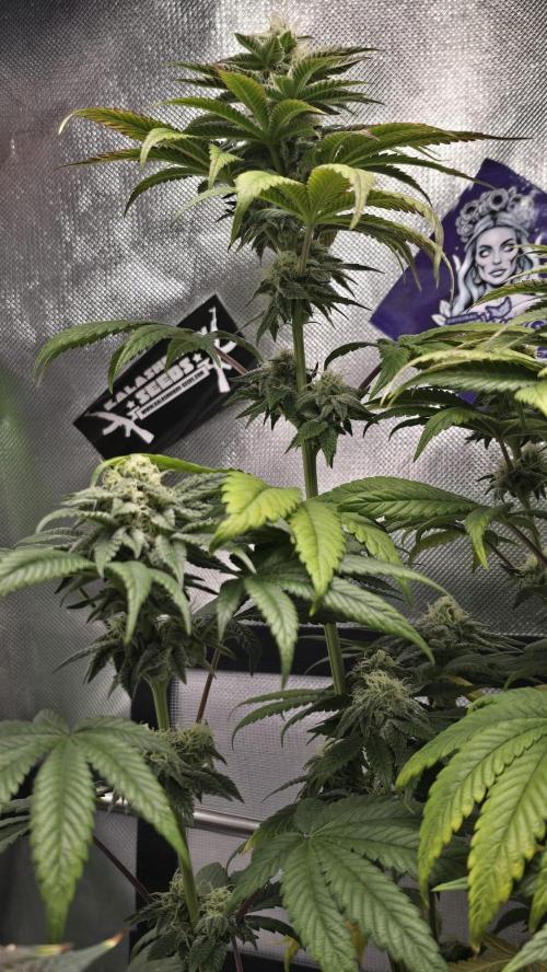 Purple Queen's Royal Rush. Week 9