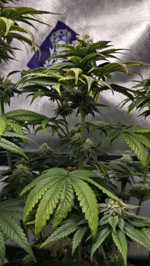 Purple Queen's Royal Rush. Week 9