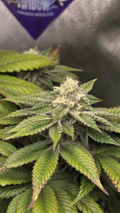 Purple Queen's Royal Rush. Week 9