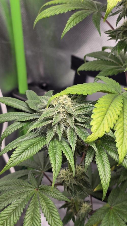 Purple Queen's Royal Rush. Week 9