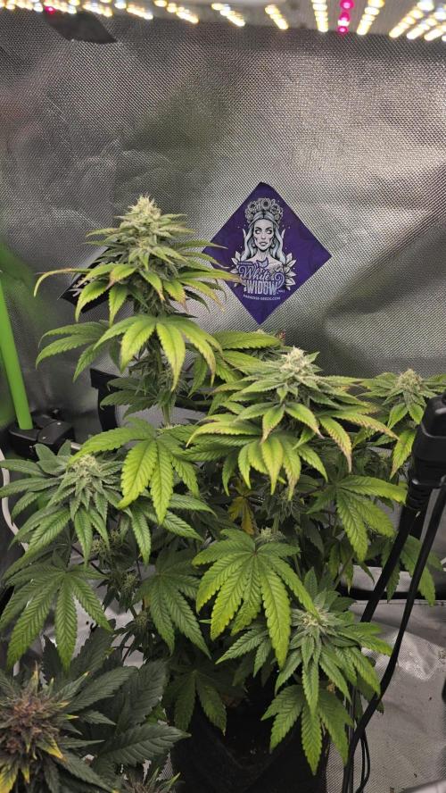 Purple Queen's Royal Rush. Week 9