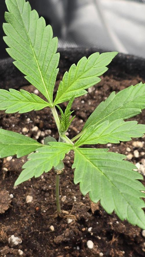 Hellbud Seductress. Week 2