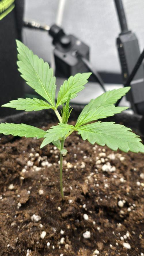 Hellbud Seductress. Week 2