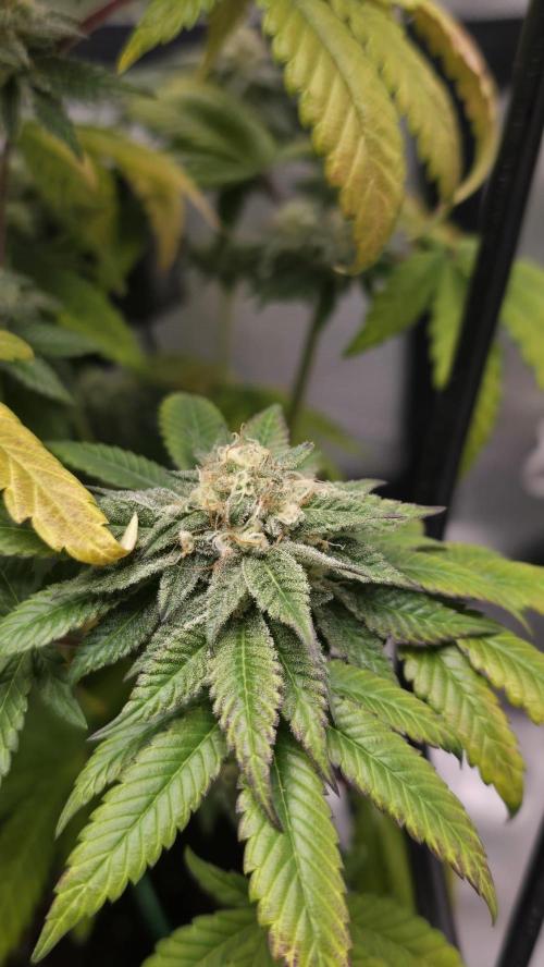 Purple Queen's Royal Rush. Week 10