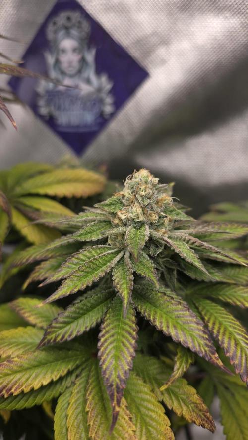 Purple Queen's Royal Rush. Week 10