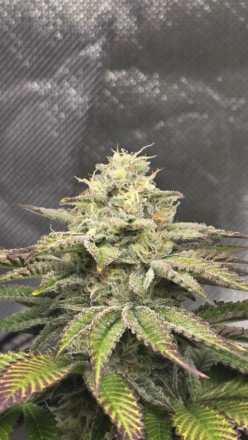 Purple Queen's Royal Rush. Week 10