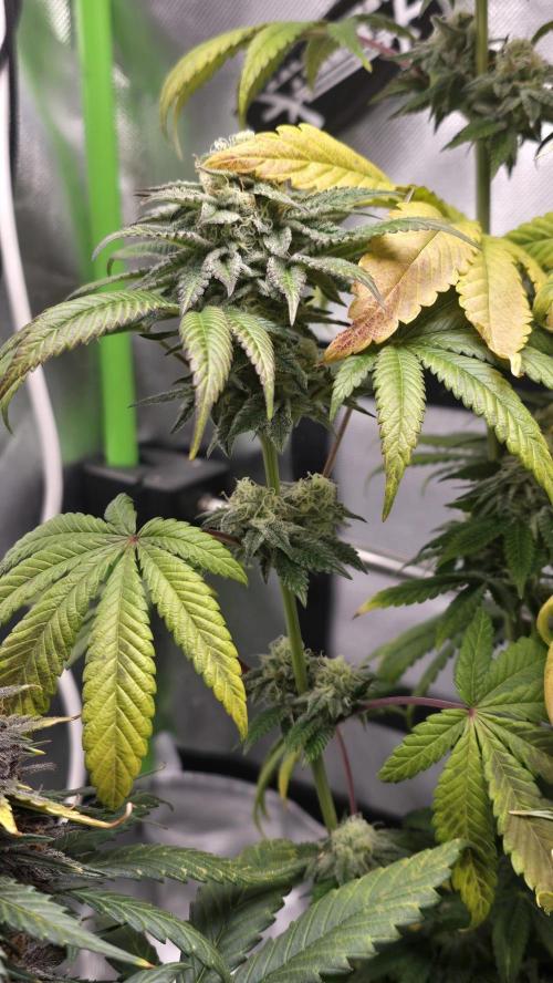 Purple Queen's Royal Rush. Week 10