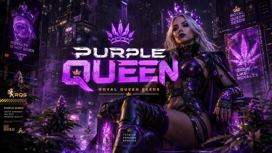 Purple Queen's Royal Rush. Week 10