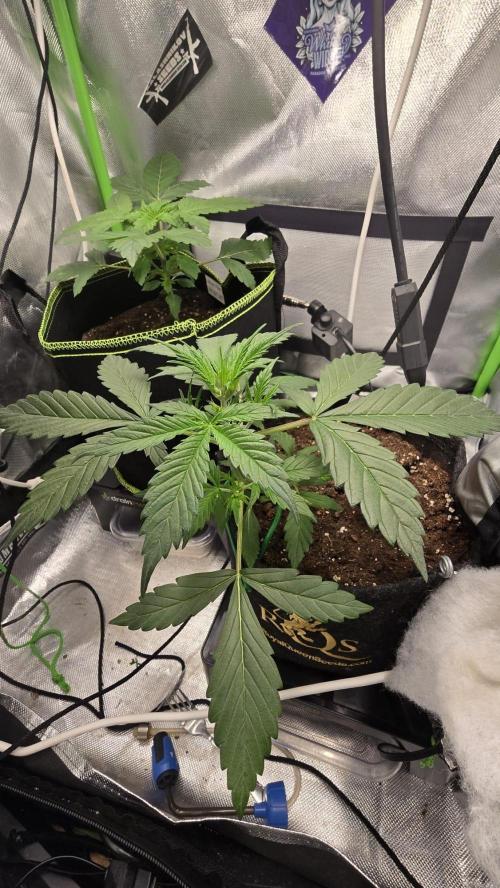 Hellbud Seductress. Week 3