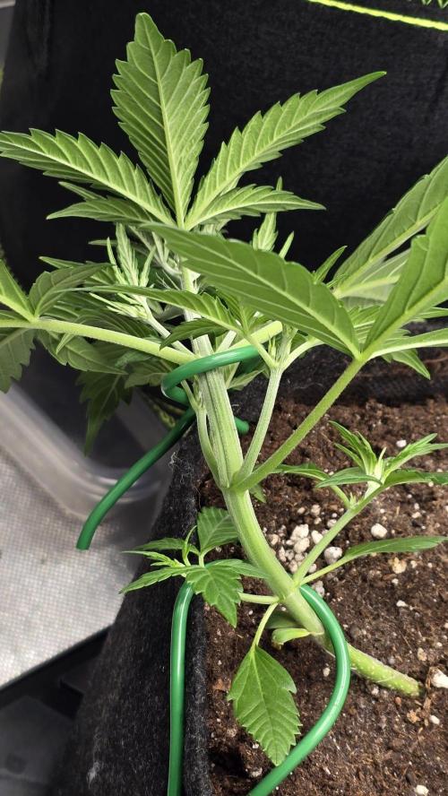 Hellbud Seductress. Week 3