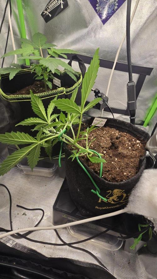 Hellbud Seductress. Week 3