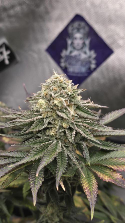 Purple Queen's Royal Rush. Week 11