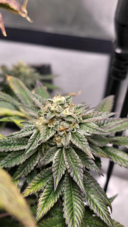 Purple Queen's Royal Rush. Week 11