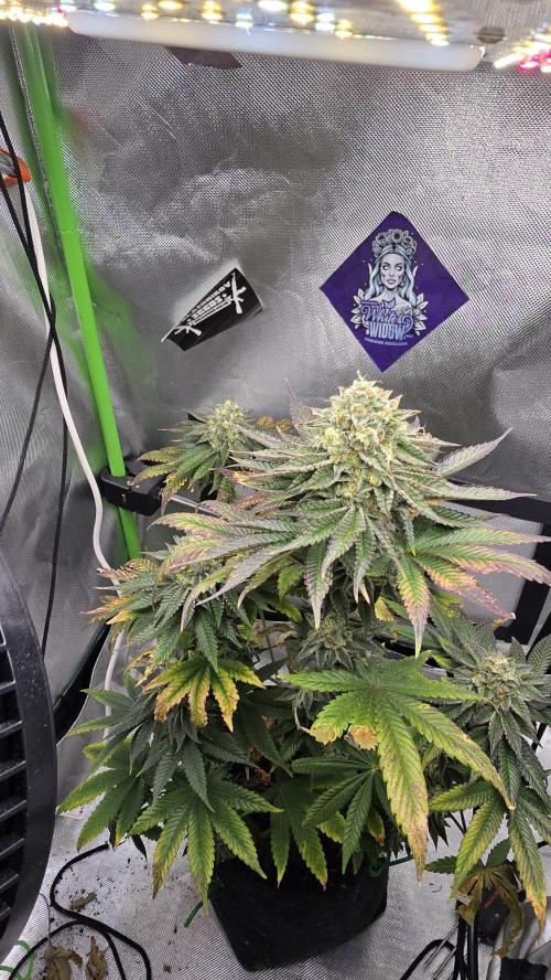 Purple Queen's Royal Rush. Week 11