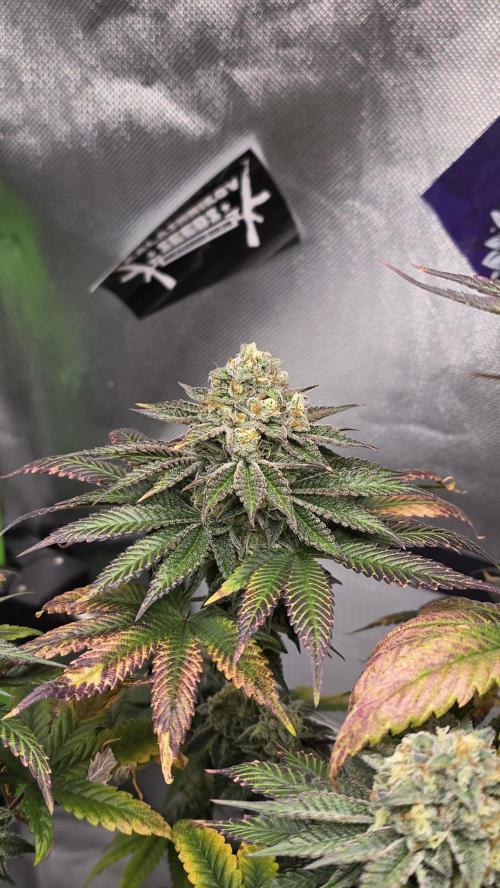 Purple Queen's Royal Rush. Week 11