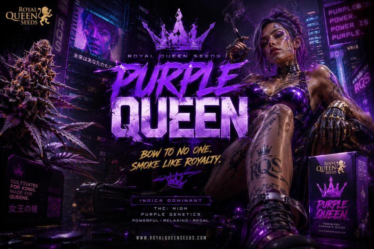 Purple Queen. Week 11
