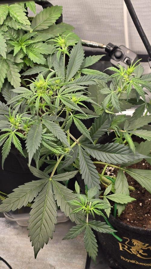 Hellbud Seductress. Week 4