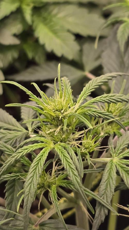 Hellbud Seductress. Week 4