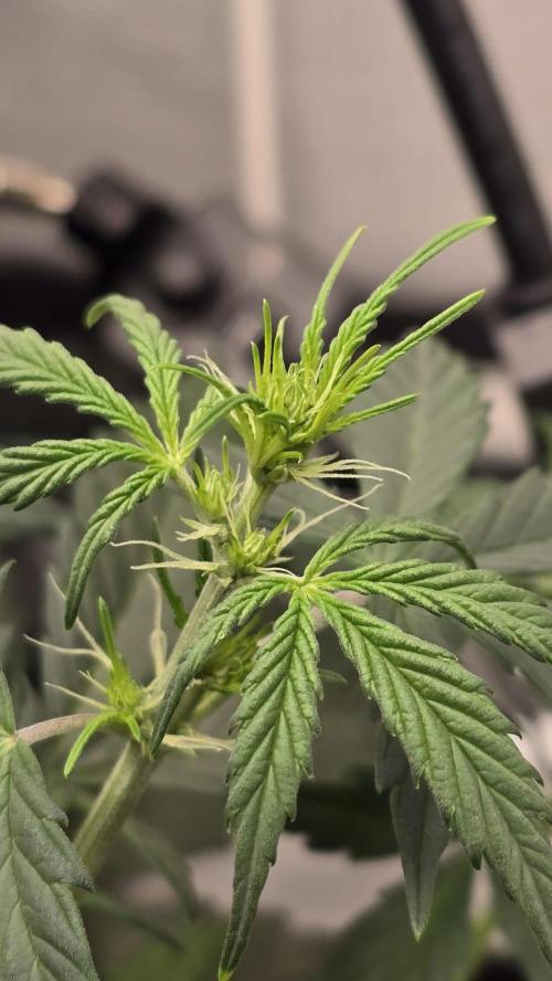 Hellbud Seductress. Week 4
