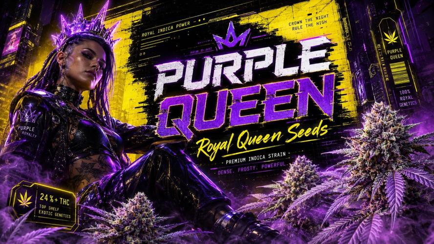 Purple Queen. Week 12