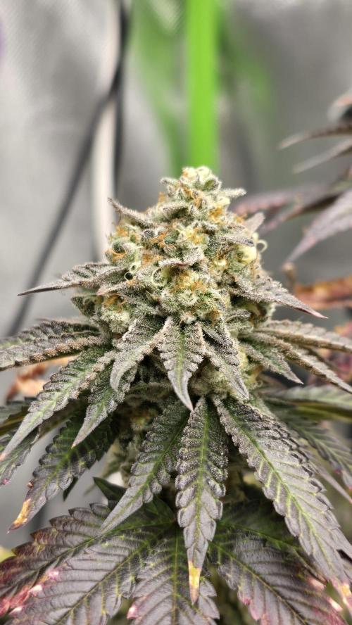 Purple Queen's Royal Rush. Week 12