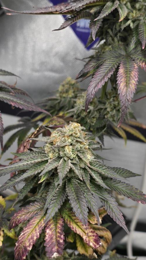 Purple Queen's Royal Rush. Week 12