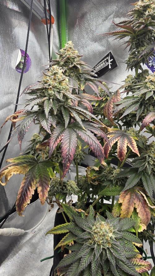 Purple Queen's Royal Rush. Week 12