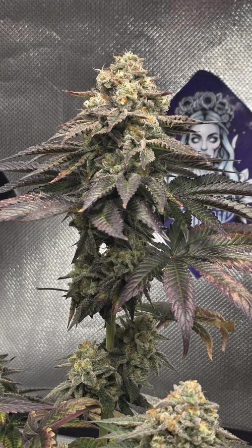 Purple Queen's Royal Rush. Week 12
