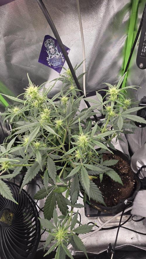 Hellbud Seductress. Week 5