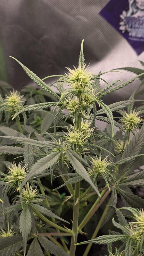 Hellbud Seductress. Week 5