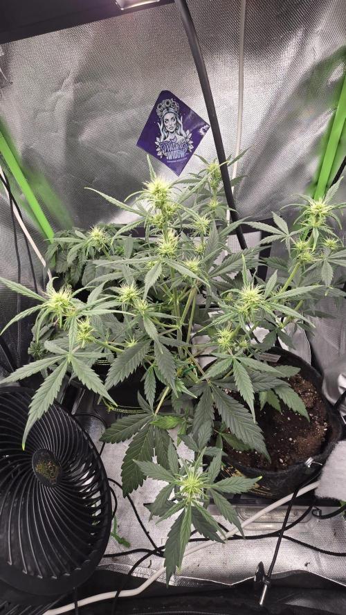Hellbud Seductress. Week 5