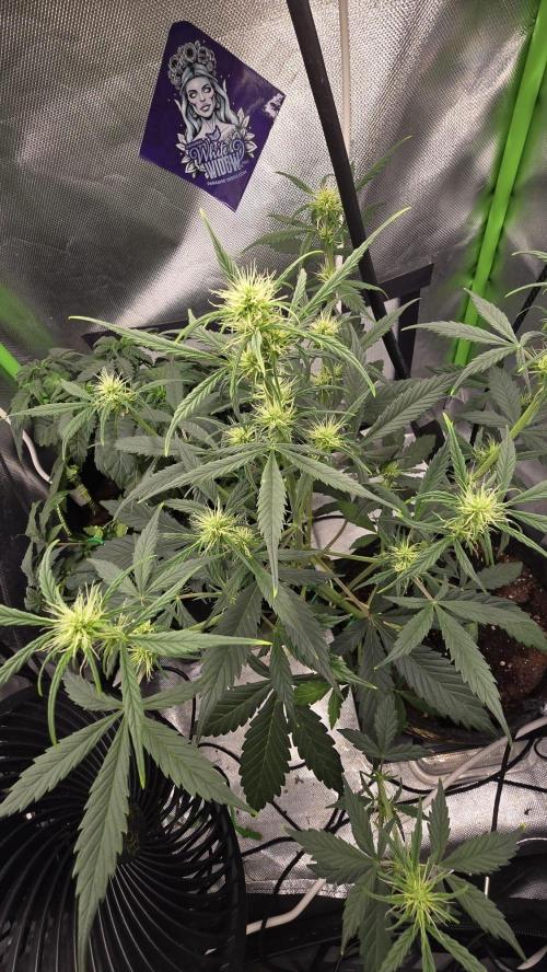 Hellbud Seductress. Week 5