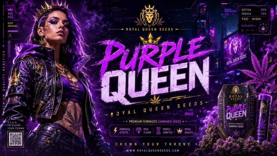 Purple Queen's Royal Rush. Week 13