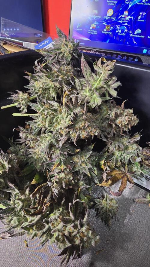 Purple Queen's Royal Rush. Week 13