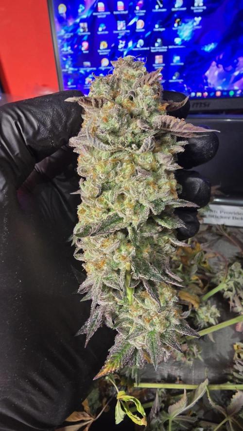 Purple Queen's Royal Rush. Week 13