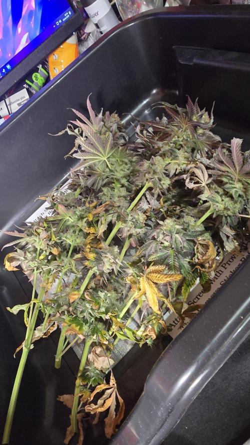 Purple Queen's Royal Rush. Week 13