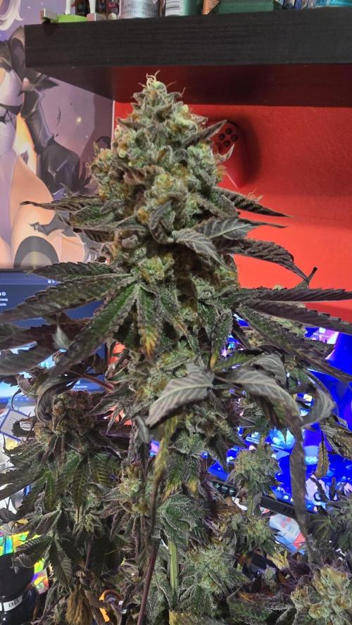 Purple Queen's Royal Rush. Week 13