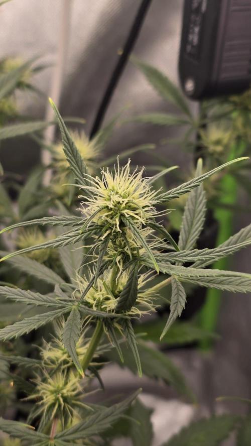 Hellbud Seductress. Week 6