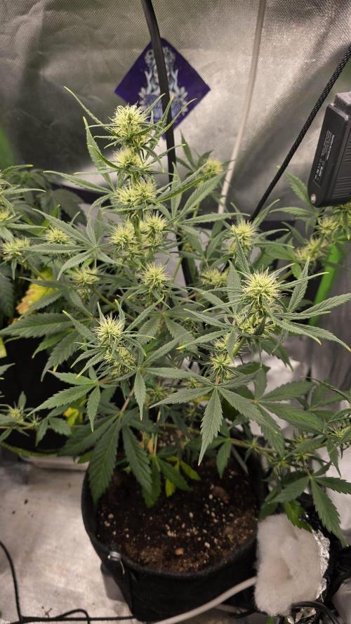 Hellbud Seductress. Week 6