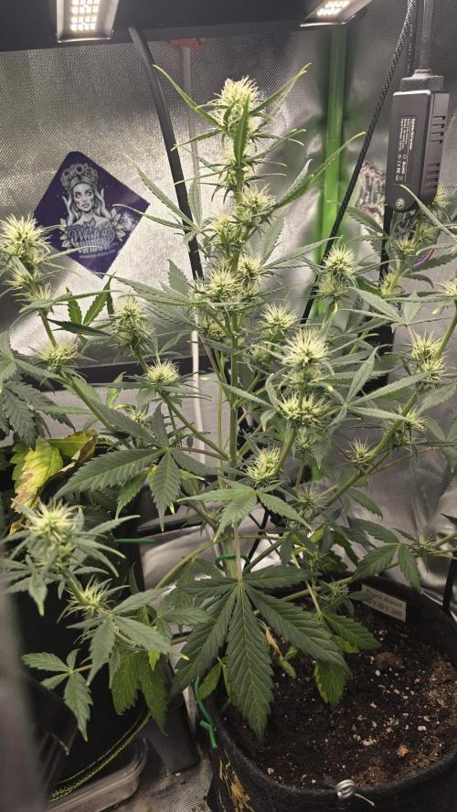 Hellbud Seductress. Week 6