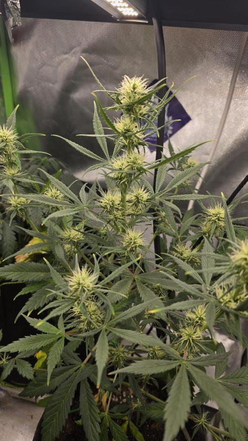 Hellbud Seductress. Week 6