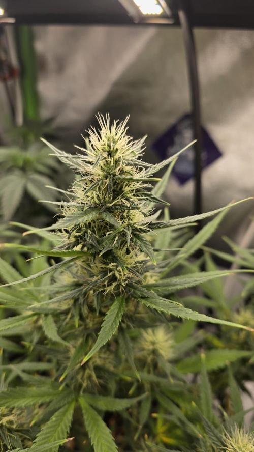 Hellbud Seductress. Week 7