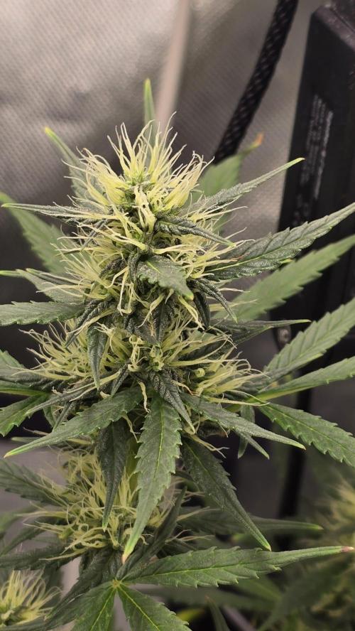 Hellbud Seductress. Week 7