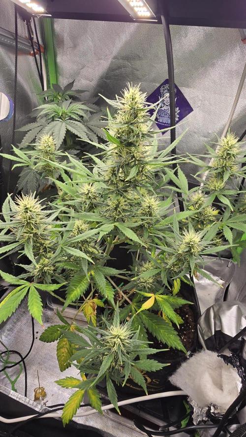 Hellbud Seductress. Week 7