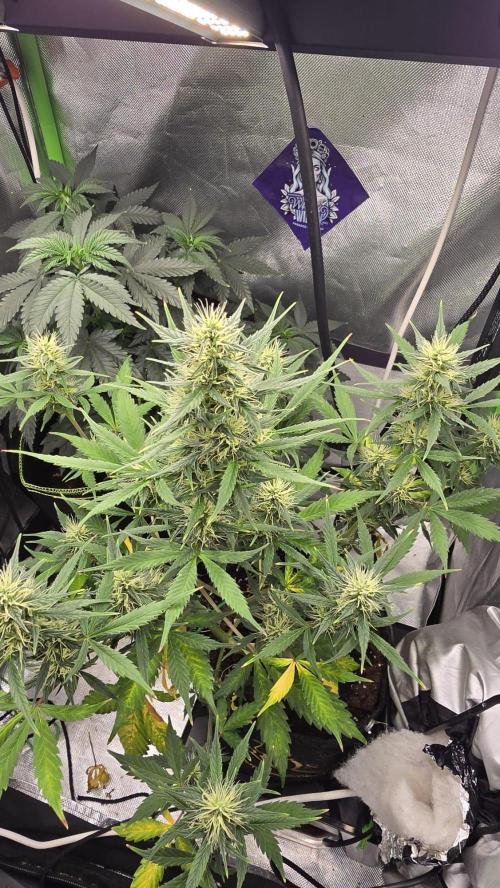 Hellbud Seductress. Week 7