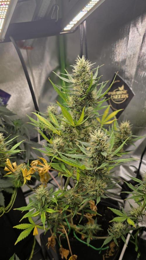 Hellbud Seductress. Week 8