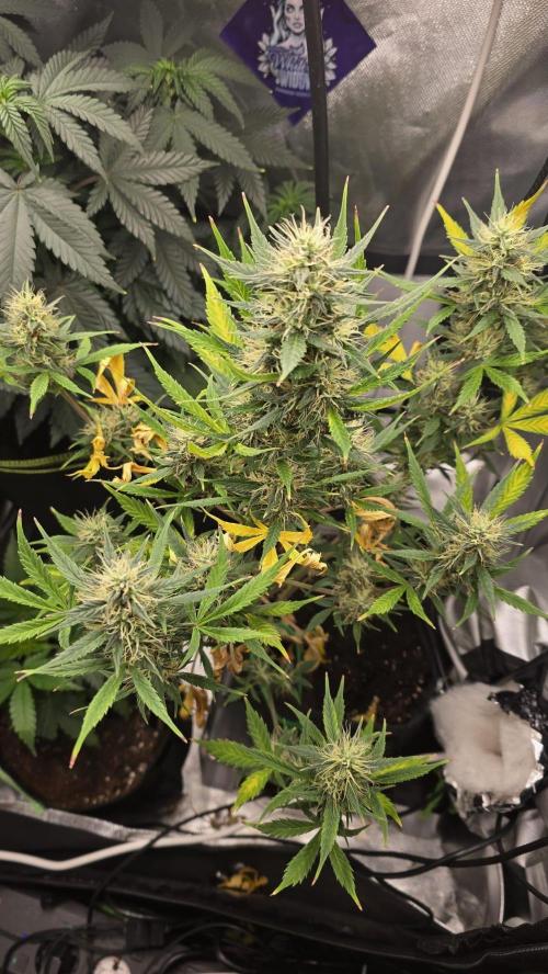 Hellbud Seductress. Week 8