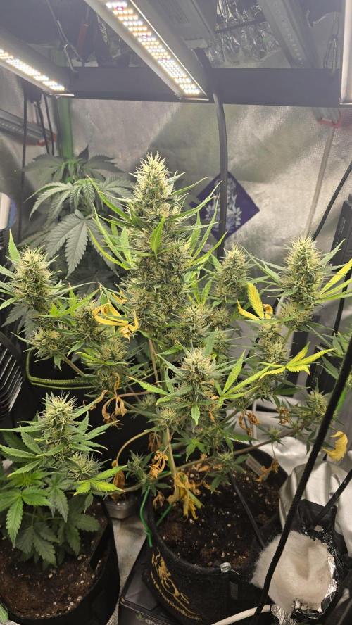 Hellbud Seductress. Week 9